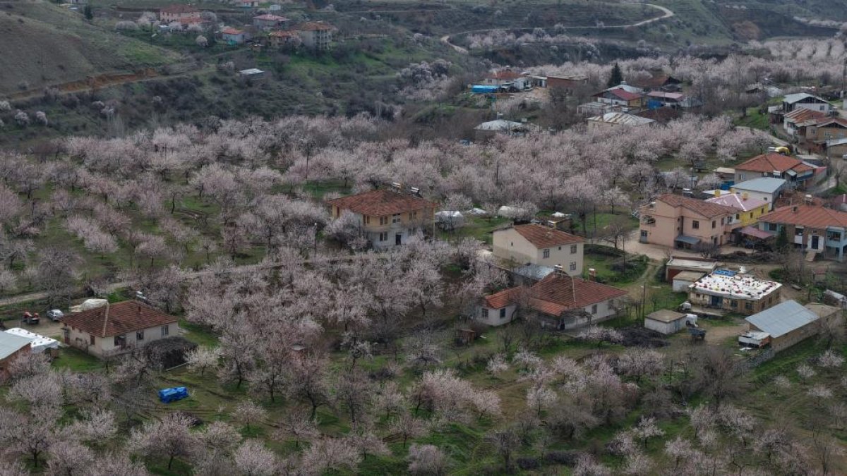 Xerpêt de baxçeyanê mişmişan vilikî akerdî