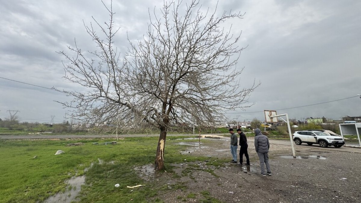Amed de virsikî da piro: 2 gedeyî merdî